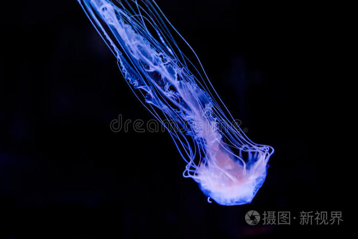 大西洋海荨麻或东海岸海荨麻水母