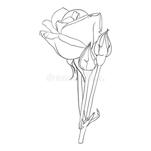 美丽的单色黑白玫瑰