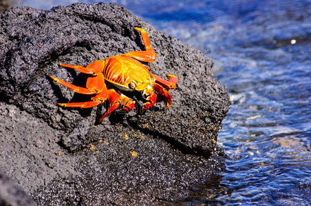 帝皇蟹脚莎莉石头上的轻脚螃蟹照片