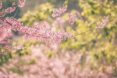 野生喜马拉雅樱花