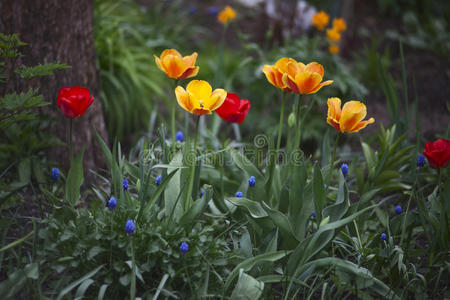 花园 美丽的 植物学 开花 文化 美女 公园 季节 春天