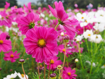 宇宙花在花园里盛开