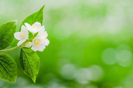 盛开的茉莉花丛，特写