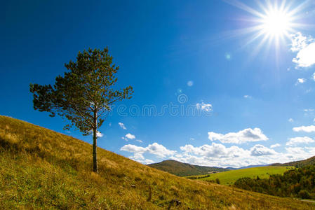 自然 颜色 牧场 领域 全景 草地 贝斯基德 美丽的 波兰