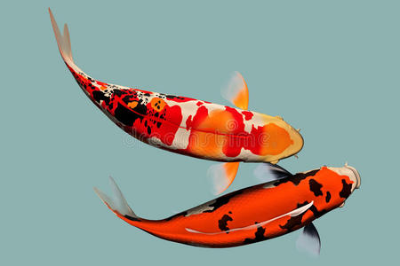 一对红鲤鱼一对日本锦鲤鱼照片