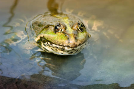 绿色青蛙在池塘里游泳