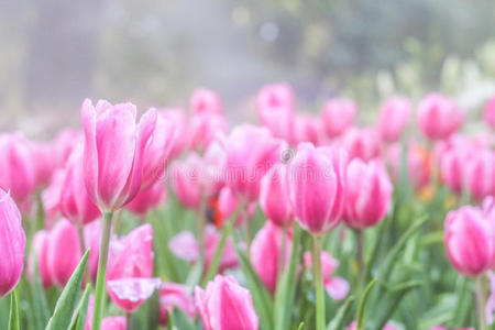 特写镜头 颜色 软糖 植物 花农 领域 自然 公园 礼物