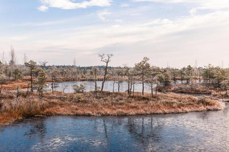 苔藓 公园 早晨 冷冰冰的 季节 沼泽 场景 天空 森林