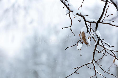 在降雪中有干叶的树枝