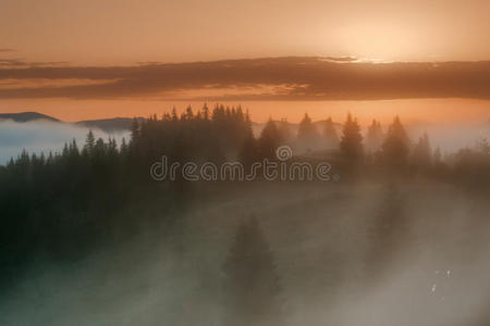 喀尔巴阡山脉。 森林边缘有雾的日出。