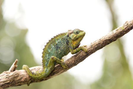 变色龙在树枝上,乌干达照片