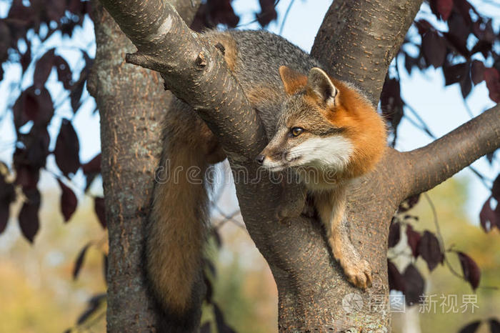 灰色狐狸乌罗蒙西尼奥金特乌斯蜷缩在树上