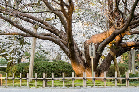 环境 花儿 季节 植物 公园 花瓣 花开 日本人 自然 樱桃