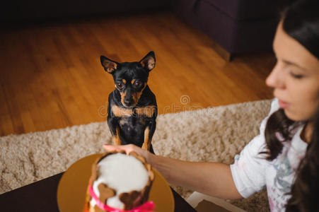 百胜 犬科动物 糕点 生日 食物 蛋糕 甜点 宠物 哺乳动物