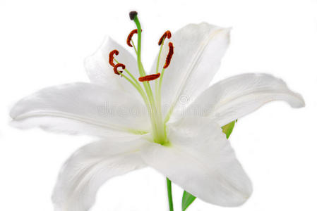 白百合花图片 白百合花素材 白百合花插画 摄图新视界 白百合花图片 白百合花素材 白百合花插画 摄图新视界
