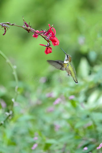 羽毛 围绕 运动 蜂鸟 开花 形象 自然 悬停 鸟类 飞行