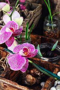 开花 集中 花的 培养 草本植物 兰花 生活 花瓣 地面