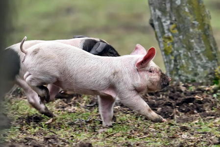 可爱的猪在田野上奔跑照片
