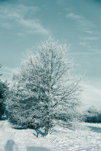冬天田野和蓝天上的冻树