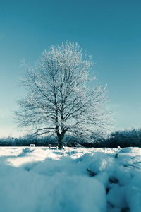 冬天田野和蓝天上的冻树