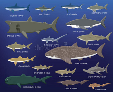 晒太阳卡通大鲨鱼大小比较卡通矢量插图照片