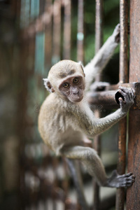 动物 长的 肖像 自然 猴子 可爱的 哺乳动物 面对 野生动物