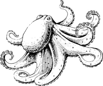 章鱼触须素描图片