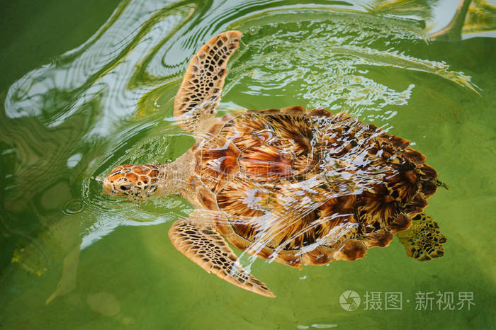 绿色海龟仰着头游泳