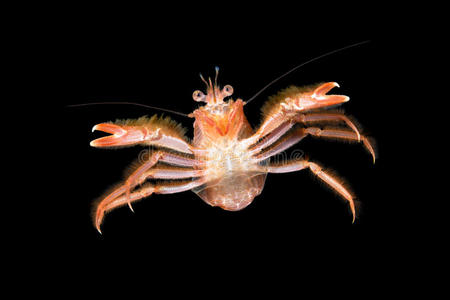 海的 节肢动物 悬停 游泳 海洋 潜水 贝类 甲壳类动物