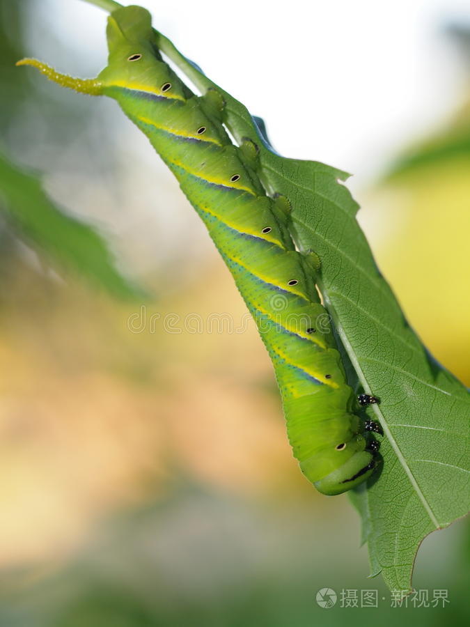 可爱的绿色毛毛虫幼虫蠕虫在自然界