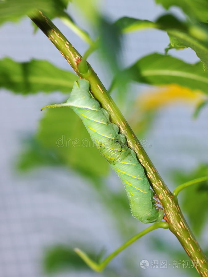 可爱的绿色毛毛虫幼虫蠕虫在自然界
