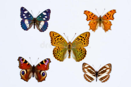 收集五只刷脚蝴蝶在白色照片