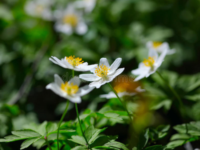 银莲花。初春花