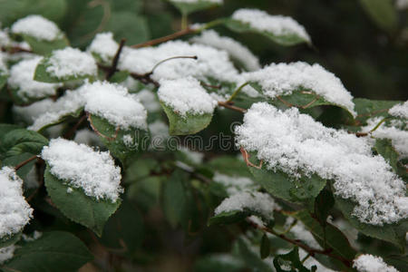 绿叶上的第一场白雪