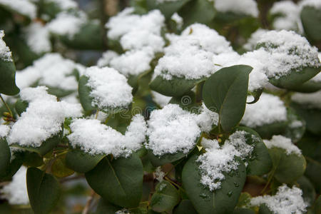 绿叶上的第一场白雪