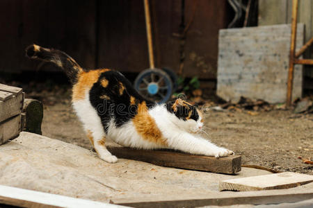 眼睛 哺乳动物 栅栏 可爱极了 毛皮 自然 猫科动物 朋友