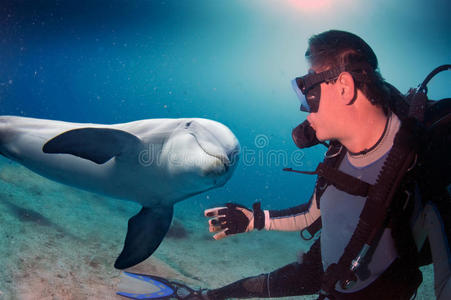 男人 新的 水下 珊瑚 海的 潜水 在下面 潜水员 自然