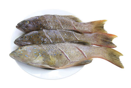 作为鱼成分图片-作为鱼成分素材-作为鱼成分插画-摄图新视界