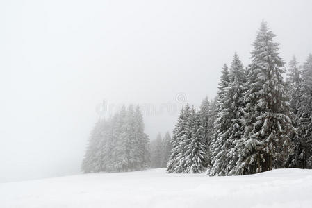 圣诞节 美丽的 序列号 松木 新的 白霜 德国 分支 寒冷的