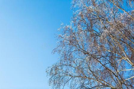 冷冰冰的 季节 鳞片 圣诞节 浅的 植物 冰冷的 冻结 一月