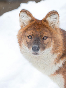 郊狼 狐狸 哺乳动物 野生动物 颜色 羊毛 动物群 毛皮