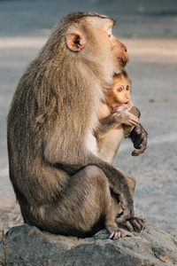 母亲 家庭 可爱的 肖像 森林 宝贝 小孩 泰国 哺乳动物