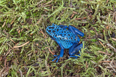 蓝色毒镖青蛙照片