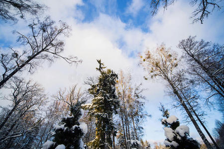 雪中的冬季森林