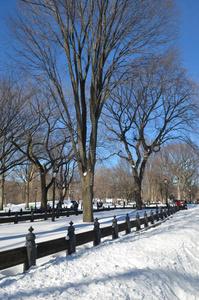 中央公园于2016年1月24日，纽约，美国。