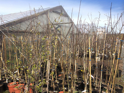 自然 种植园 森林 生活 新的 生长 宝贝 污垢 农民 植物