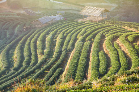 泰国江麦多安杭的绿茶田。