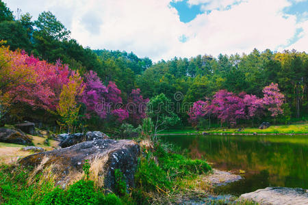 果园 分支 日本 花园 风景 开花 季节 美丽的 自然 日本人