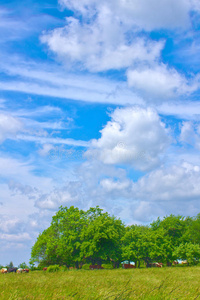 草地远近景图片