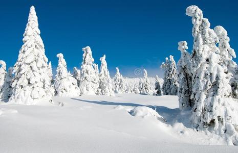 生活 万里无云 高原 小山 场景 森林 一月 十二月 攀登